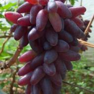 Саджанець виноград (кореневласний) Карнавал